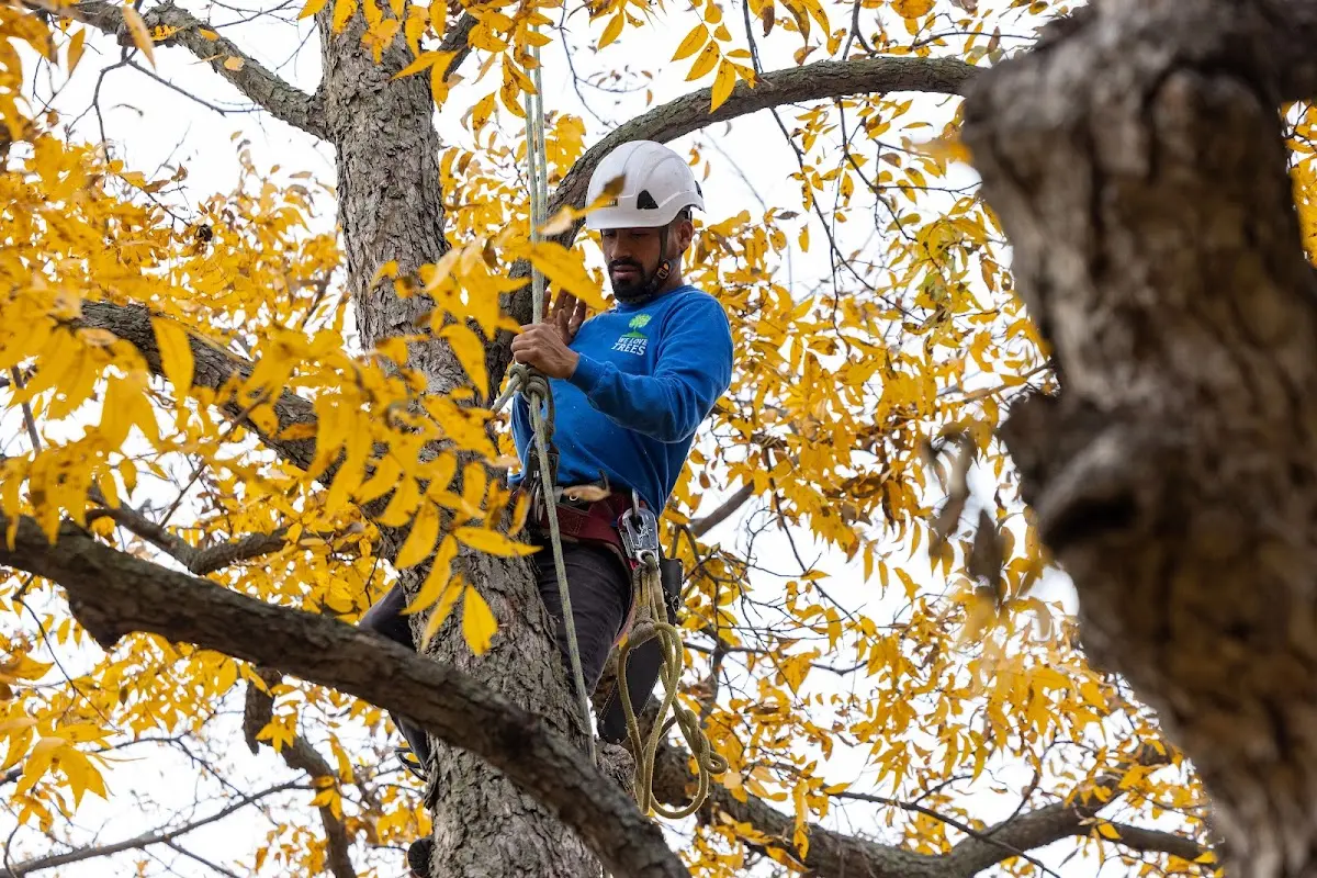 Skilled Tree Trimming crew working in Elgin